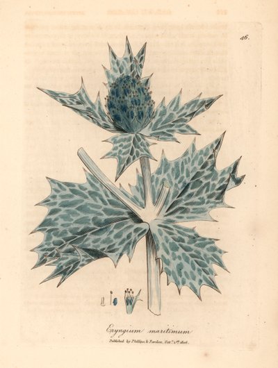 Azevinho do mar florido azul ou eryngo, Eryngium maritinum, de uma ilustração botânica de James Sowerby de William Woodville e "Botânica Médica" de Sir William Jackson Hooker 1832 (gravura em cobre colorida à mão) de James (after) Sowerby