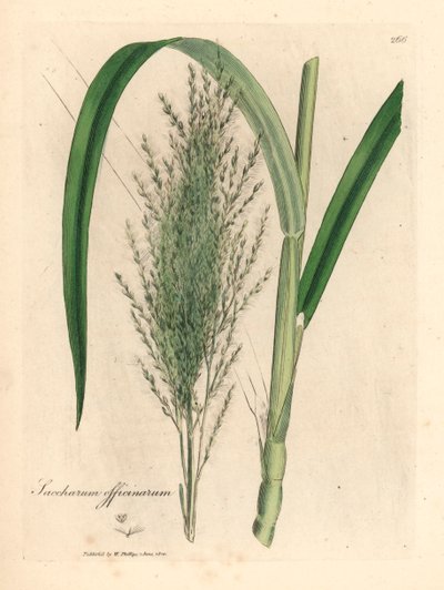 Cana-de-açúcar comum, Saccharum officinarum, de uma ilustração botânica de James Sowerby de William Woodville e "Botânica Médica" de Sir William Jackson Hooker 1832 (gravura em placa de cobre colorida à mão) de James (after) Sowerby
