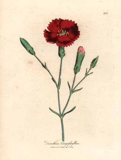 Cravo carmesim, rosa cravo, Dianthus caryophyllus, de uma ilustração botânica de James Sowerby de William Woodville e "Medical Botany" 1832 de Sir William Jackson Hooker (gravura em chapa de cobre colorida à mão) de James (after) Sowerby