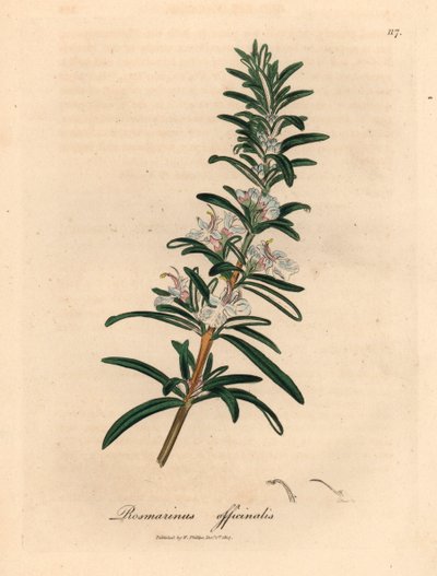 Alecrim florido azul claro, Rosmarinus officinalis, de uma ilustração botânica de James Sowerby de William Woodville e "Botânica Médica" de Sir William Jackson Hooker 1832 (gravura em cobre colorida à mão) de James (after) Sowerby