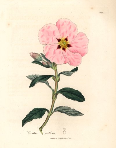 Esteva cretense florida rosa, Cistus creticus, de uma ilustração botânica de James Sowerby de William Woodville e "Medical Botany" de Sir William Jackson Hooker 1832 (gravura em cobre colorida à mão) de James (after) Sowerby