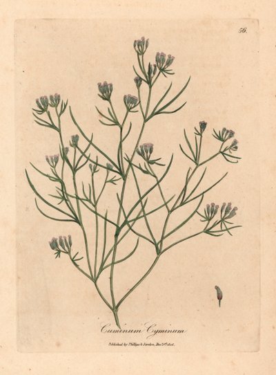 Cominho florido rosa, Cuminum cyminum, de uma ilustração botânica de James Sowerby de William Woodville e "Medical Botany" de Sir William Jackson Hooker 1832 (gravura em cobre colorida à mão) de James (after) Sowerby