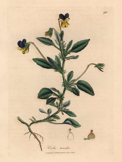 Amor-perfeito roxo e amarelo, Viola tricolor, de uma ilustração botânica de James Sowerby de William Woodville e "Medical Botany" de Sir William Jackson Hooker 1832 (gravura em cobre colorida à mão) de James (after) Sowerby