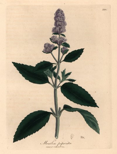 Hortelã púrpura florida, Mentha piperita, de uma ilustração botânica de James Sowerby de William Woodville e "Medical Botany" de Sir William Jackson Hooker 1832 (gravura em chapa de cobre colorida à mão) de James (after) Sowerby