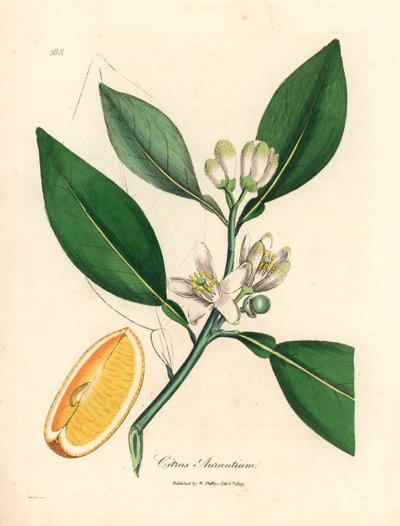 Flor branca e segmento de fruta madura da laranjeira, Citrus aurantium, de uma ilustração botânica de James Sowerby de William Woodville e Sir William Jackson Hooker