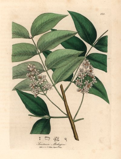 Árvore de mogno branco florido, Swietenia mahogani, de uma ilustração botânica de James Sowerby de William Woodville e "Medical Botany" de Sir William Jackson Hooker 1832 (gravura em chapa de cobre colorida à mão) de James (after) Sowerby