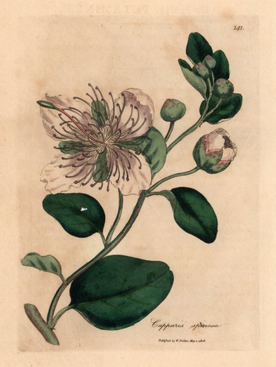 Capparis spinosa, de uma ilustração botânica de James Sowerby de William Woodville e "Medical Botany" de Sir William Jackson Hooker, 1832 (gravura em chapa de cobre colorida à mão) de James (after) Sowerby