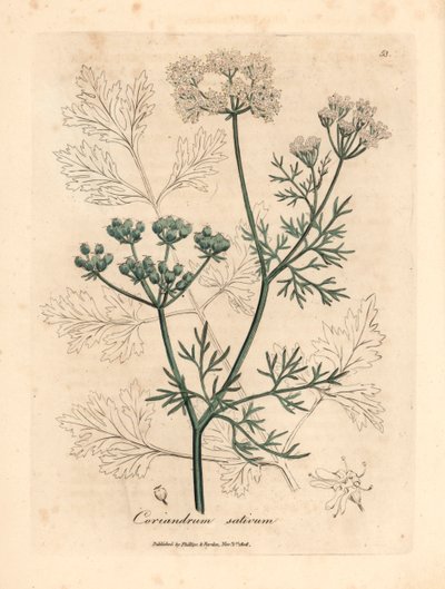 Coentros brancos floridos, Coriandrum sativum, de uma ilustração botânica de James Sowerby de William Woodville e "Medical Botany" de Sir William Jackson Hooker 1832 (gravura em chapa de cobre colorida à mão) de James (after) Sowerby