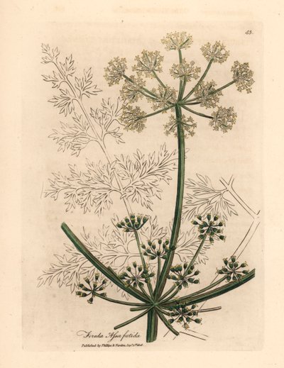 Erva-doce gigante de flores brancas ou asafetida, Ferula assafoetida, de uma ilustração botânica de James Sowerby de William Woodville e "Botânica Médica" de Sir William Jackson Hooker 1832 (gravura em placa de cobre colorida à mão) de James (after) Sowerby