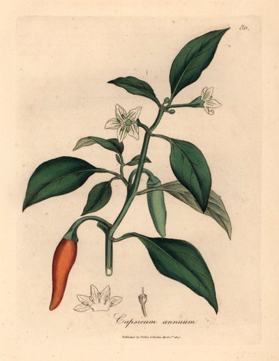 Pimenta branca florida, escarlate, Capsicum annuum, de uma ilustração botânica de James Sowerby de William Woodville e "Medical Botany" de Sir William Jackson Hooker 1832 (gravura em placa de cobre colorida à mão) de James (after) Sowerby