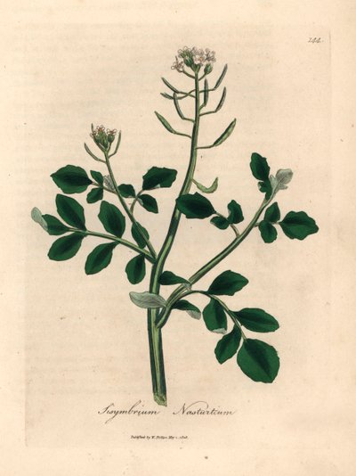 Agrião branco florido, Sisymbrium nasturtium, de uma ilustração botânica de James Sowerby de William Woodville e "Medical Botany" 1832 de Sir William Jackson Hooker (gravura em chapa de cobre colorida à mão) de James (after) Sowerby