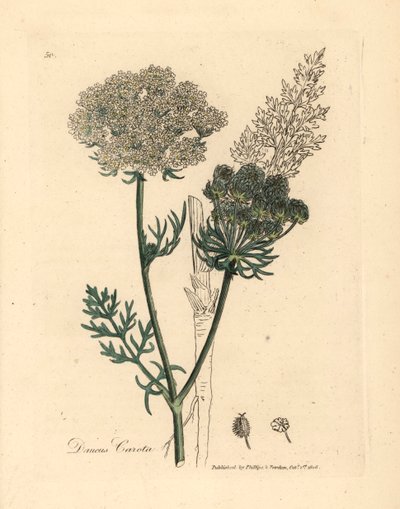 Planta de cenoura selvagem com flores brancas, Daucus carota, de uma ilustração botânica de James Sowerby de William Woodville e "Medical Botany" de Sir William Jackson Hooker 1832 (gravura em cobre colorida à mão) de James (after) Sowerby