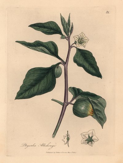 Cereja branca florida de inverno, Physalis alkekengi, de uma ilustração botânica de James Sowerby de William Woodville e "Medical Botany" de Sir William Jackson Hooker, 1832 (gravura em chapa de cobre colorida à mão) de James (after) Sowerby