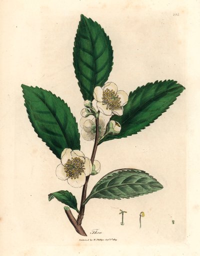 Flores brancas e folhas de chá verde, Thea bohea, Camellia sinensis, de uma ilustração botânica de James Sowerby de William Woodville e "Medical Botany" de Sir William Jackson Hooker 1832 (gravura em placa de cobre colorida à mão) de James (after) Sowerby