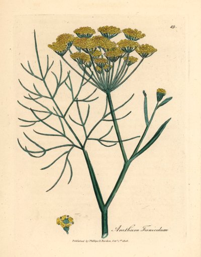 Funcho amarelo florido, Anethum foeniculum, de uma ilustração botânica de James Sowerby de William Woodville e "Medical Botany" de Sir William Jackson Hooker, 1832 (gravura em chapa de cobre colorida à mão) de James (after) Sowerby