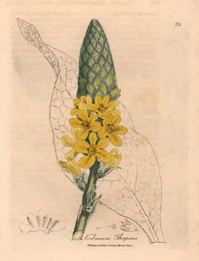 Mullein de folhas largas de flor amarela, tapsus Verbascum, de uma ilustração botânica de James Sowerby de William Woodville e Sir William Jackson Hooker "Medical Botany" 1832 (gravura em chapa de cobre colorida à mão) de James (after) Sowerby