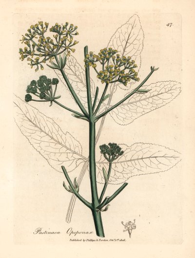 Opopanax amarelo florido ou parsnep, Pastinaca opopanax, de uma ilustração botânica de James Sowerby de William Woodville e Sir William Jackson Hooker, "Medical Botany" 1832 (gravura em chapa de cobre colorida à mão) de James (after) Sowerby