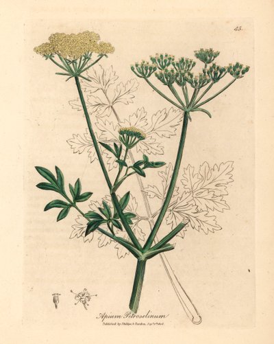 Salsa florida amarela, Apium petroselinum, de uma ilustração botânica de James Sowerby de William Woodville e "Medical Botany" de Sir William Jackson Hooker 1832 (gravura em chapa de cobre colorida à mão) de James (after) Sowerby