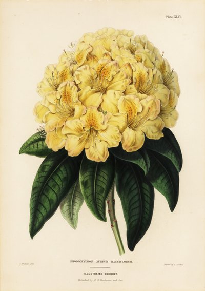 Rododendro dourado, Rhodendron aureum magniflorum de James Andrews
