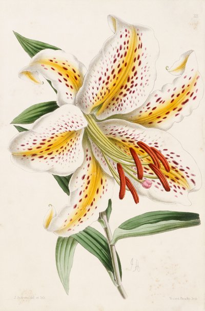 Lily, de "The Floral Magazine", 1861-71 de James Andrews