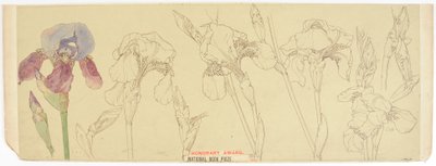 Estudos Botânicos, 1900-30 (wc no papel) de James Atherton