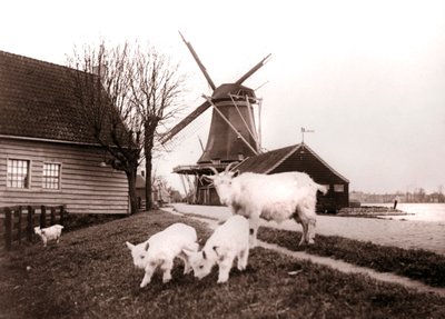 Cabras, Laandam, Países Baixos, 1898. de James Batkin