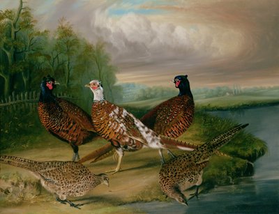 Faisões junto ao rio Wensum, Norfolk (óleo sobre tela) de James Blazeby