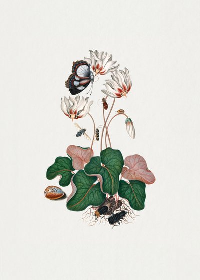 Ciclamen de James Bolton