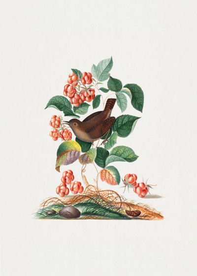 Carriça-comum de James Bolton