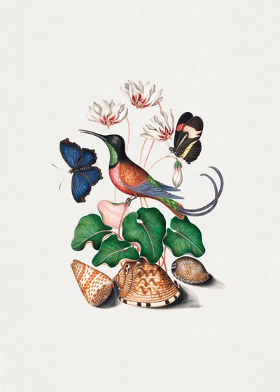 Beija-flor de James Bolton