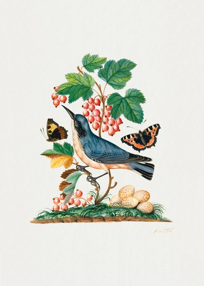 Toutinegra-subalpina de James Bolton