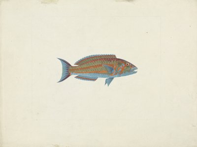 Um Peixe, El Hudderi Imbo (guache sobre grafite sobre papel) de James Bruce