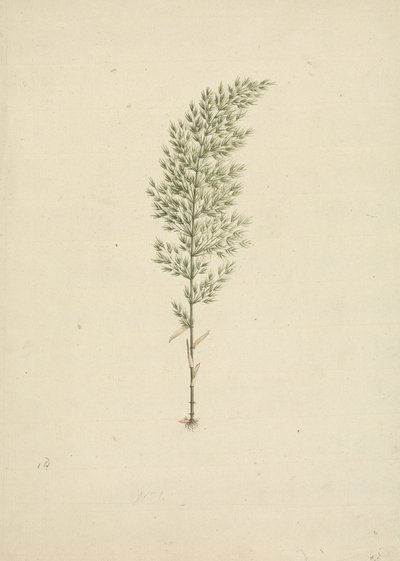 Arundinaria alpina K. Schum. (Bambu Africano): desenho de hábito acabado com raízes de James Bruce