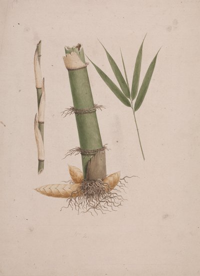 Arundinaria alpina K. Schum. (Bambu Africano): desenho acabado das secções do caule e do rebento com folhas de James Bruce