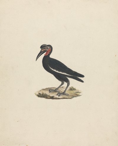 Bocorvus abyssinicus (Abissínico de Chifre de Terra Abissínico) de James Bruce