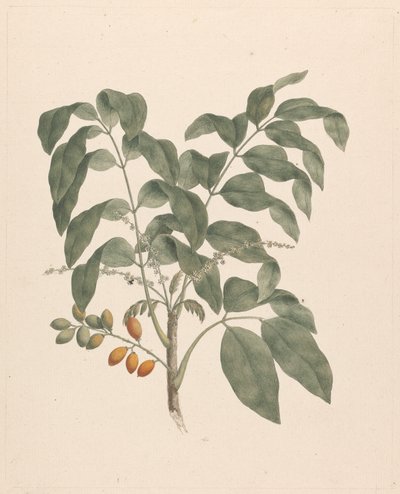 Brucea antidysenterica J. Miller (Árvore de James Bruce): desenho final com caule de frutos adicionado de James Bruce