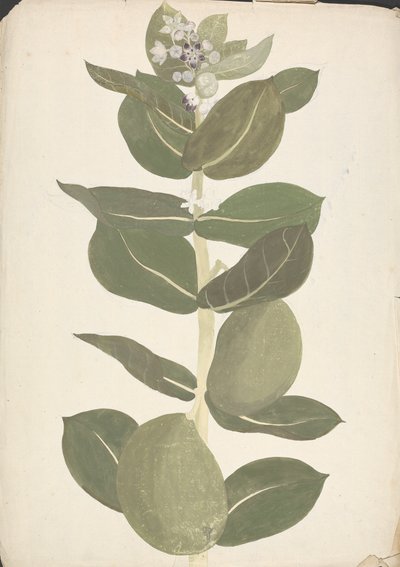 Calotropis procera (Ait.) Ait. f. (Maçã de Sodoma, Árvore Auricular): desenho acabado de planta de floração e frutificação de James Bruce