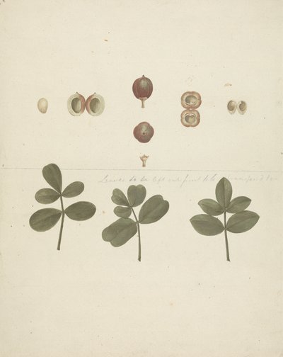 Commiphora gileadensis (L.) C. Chr. (Bálsamo de Gilead, Opobalsam): desenho acabado de frutos, frutos dissecados e folhas de James Bruce