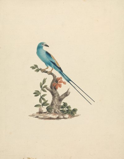Coracias abyssinicus (Rolo Abissínico) de James Bruce