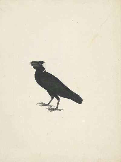 Corvs crassiris (Corvo de Bico Grosso) de James Bruce