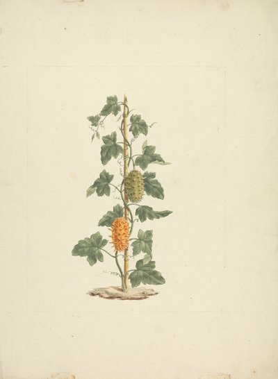 Cucumis metuliferus Naud (Pepino selvagem): desenho acabado de James Bruce