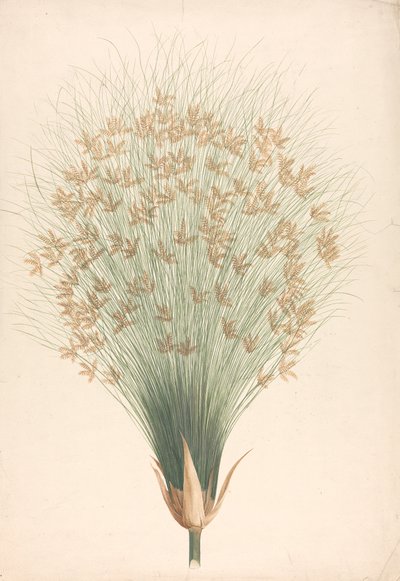 Cyperus papyrus L. (Papyrus Sedge): desenho acabado de inflorescência de James Bruce