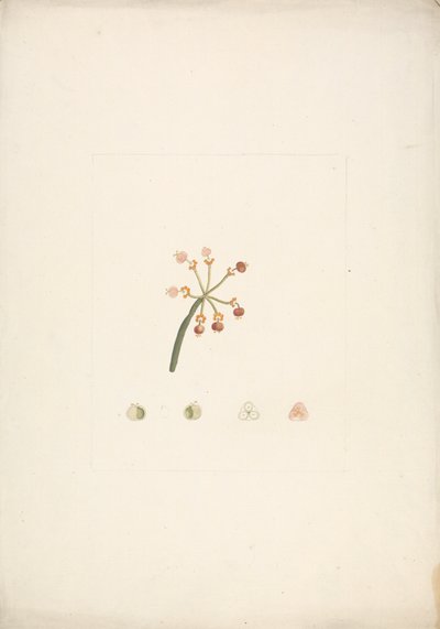 Euphorbia nubica N.E. Br. (Nubian Spurge): desenho acabado de floração e frutificação, com detalhes de dissecções florais de James Bruce