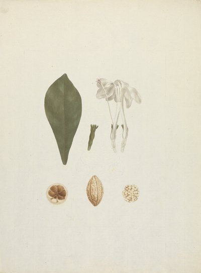 Gardenia ternifolia Schum.& Thonn. (Jovis-Tonantis): desenho acabado com detalhes adicionais de fruta de James Bruce