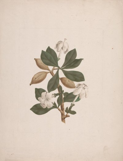 Gardenia ternifolia Schum.& Thonn. (Wild Gardenia): desenho acabado de James Bruce