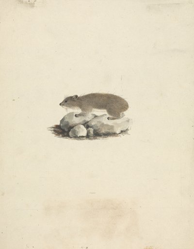 Heterohyrax brucei (Hyrax de rocha amarela pontilhada) de James Bruce