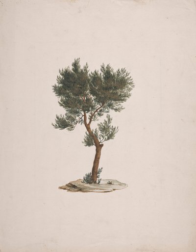 Juniperus procera Endl. (Cedro do Lápis Africano): desenho acabado do hábito das árvores de James Bruce