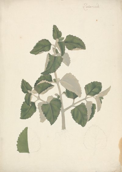 Labiatae (espécies indeterminadas): desenho acabado de um rebento de folhas, sem flores de James Bruce