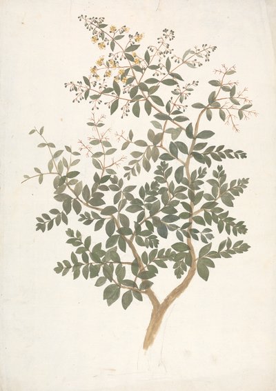Lawsonia inermis L. (Henna): desenho acabado de um rebento florido de folhas de James Bruce