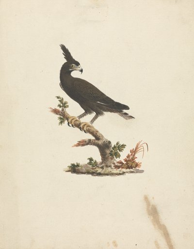 Lophaetus occipitalis (Águia de Longo Alcance) de James Bruce